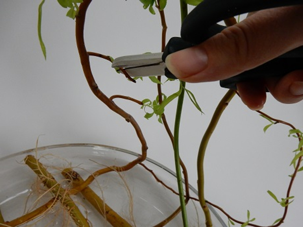Cutting stems for floral art Cutting stems for floral art