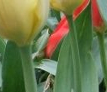 Tiptoe through the Tulips