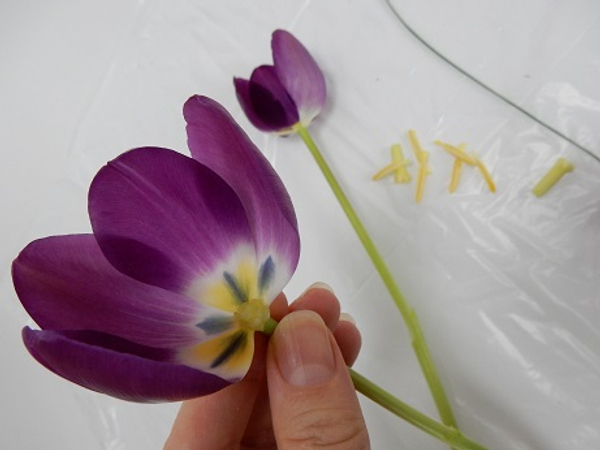 Flat surface inside the tulip
