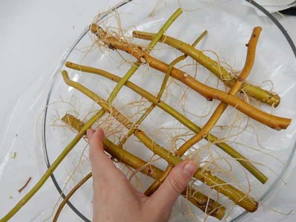 Make sure the rooted weave fits tightly in the container