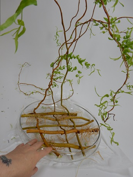 Then slowly manipulate each branch to flop over to the front of the container