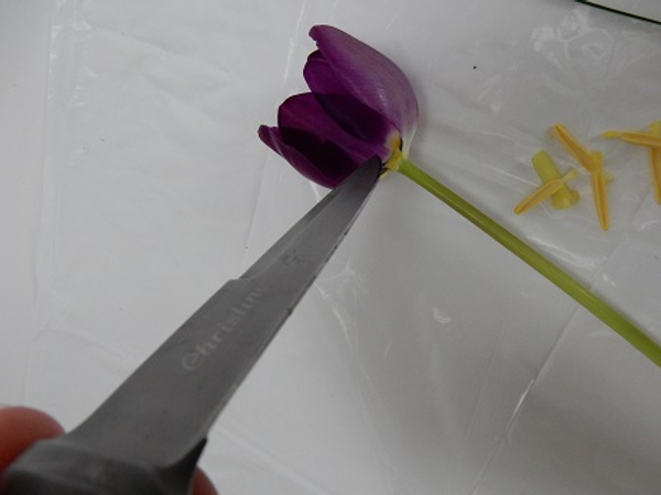 Use a knife and cut the stamen away to create a flat surface