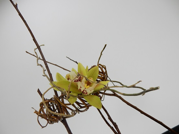 Cymbidium orchids in a willow armature