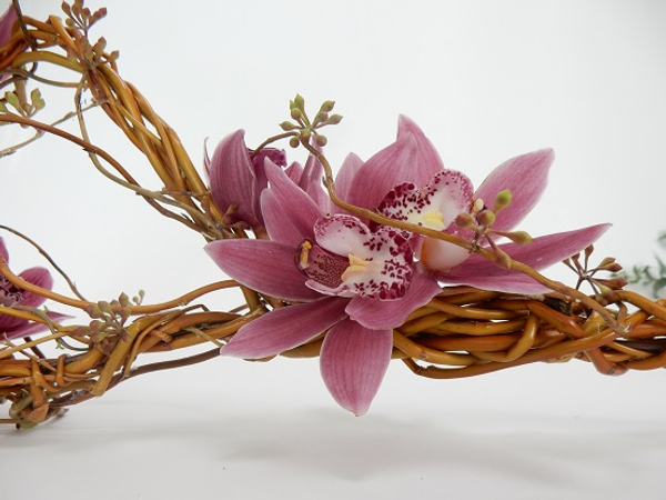 Cymbidium orchids on a willow wand