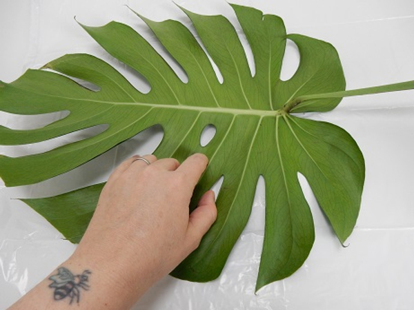Place a Monstera deliciosa leaf on a flat surface
