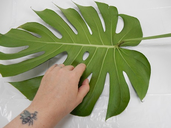 Tutorials - Fold over a tropical leaf cocoon