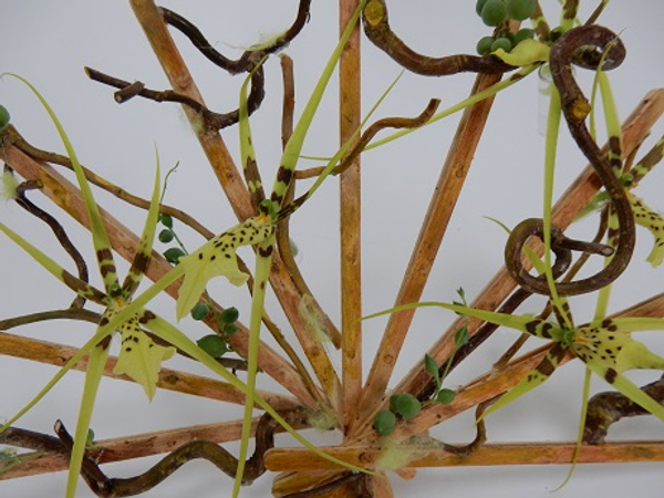 Brassia orchids, string of pearl succulents and hazel twig bridal fan