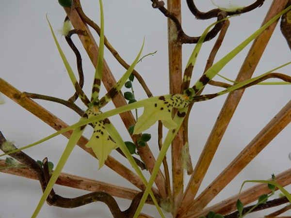 Brassia orchids