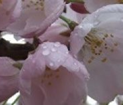 Spring Dreaming