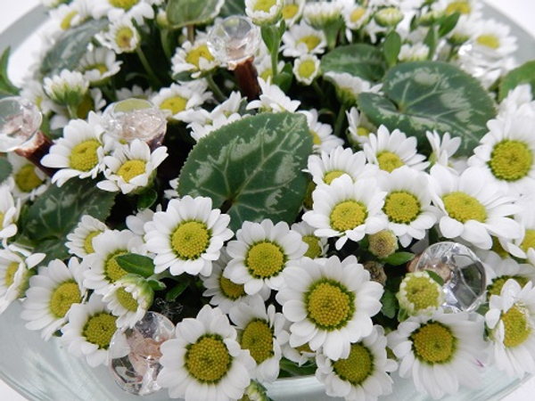 Miniature Chrysanthemums