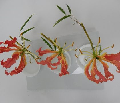 Gloriosa - Glory or Flame lilies, Fire lily, Superb lily, Climbing lily, and Creeping lily