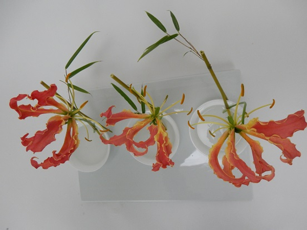 Gloriosa - Glory or Flame lilies, Fire lily, Superb lily, Climbing lily, and Creeping lily