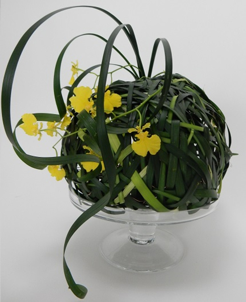 Oncidium orchid sphere
