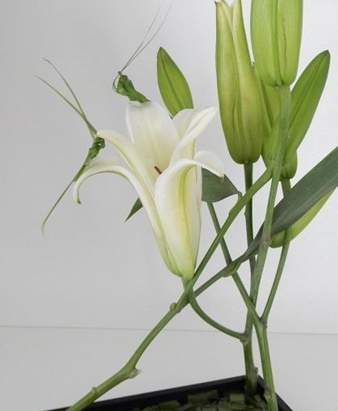 Palm leaf grasshoppers on lilies