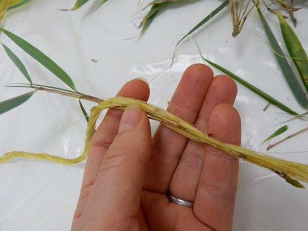 Press a flexible bamboo section into the sisal