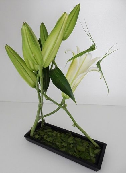 Three stem lily Hana Kubari