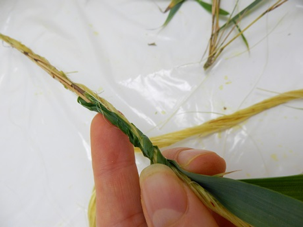 Wrap the bamboo and sisal with a thin string