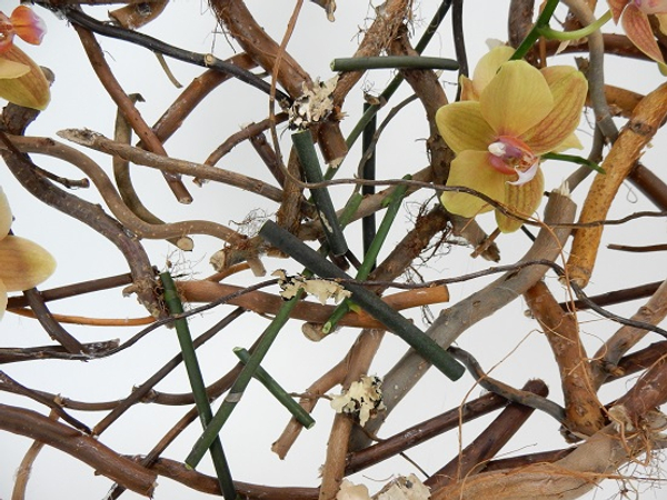 Armature made of Phalaenopsis orchid stems with lichen and roots