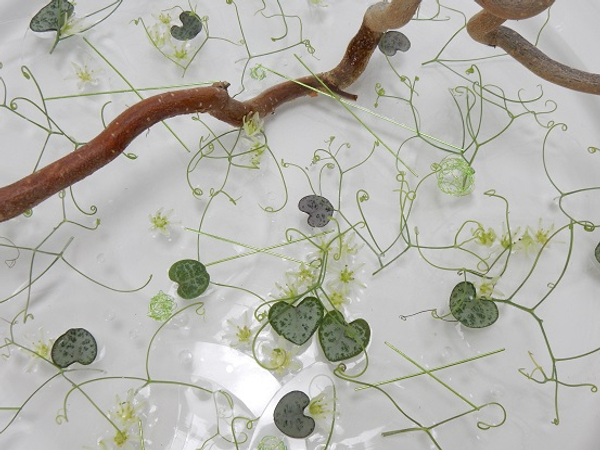 Eucomis, Ceropegia woodii and Lathyrus tendrils