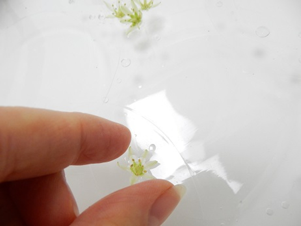 Keeping the delicate flowers floating neatly on top of the water