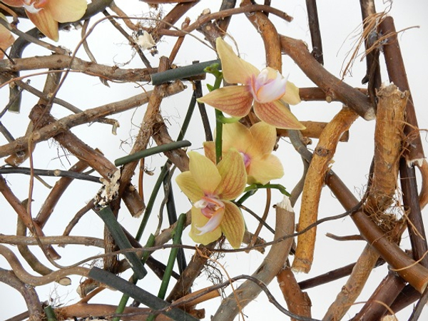 Phalaenopsis orchid stems