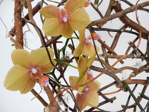 Phalaenopsis orhids
