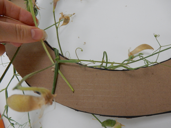 Add another stem by hooking it under the previous stem and continue to wrap Add another stem by hooking it under the previous stem and continue to wrap