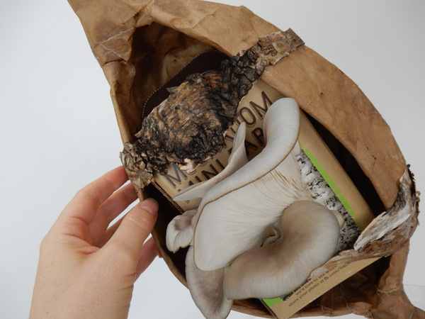 Carefully placing the bark close to the mushrooms