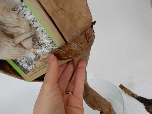 Cover the box and the paper with ripped pieces of bark