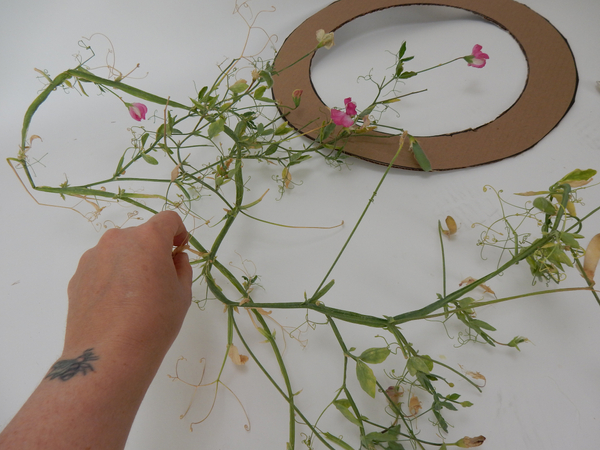 Cut some sun baked sweet pea vines. Cut some sun baked sweet pea vines.