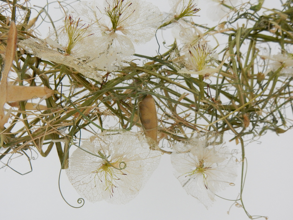 Dried Lathyrus wreath