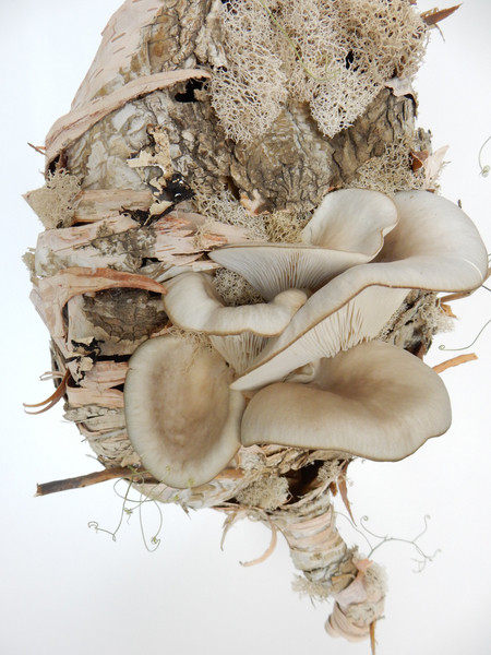 Oyster Mushrooms