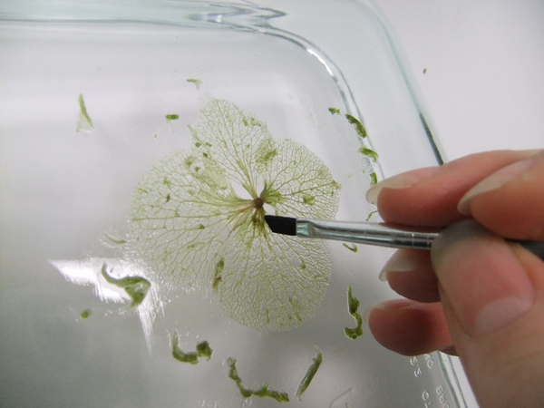 "Paint" the leaf with water and start to brush away the fleshy pulp.