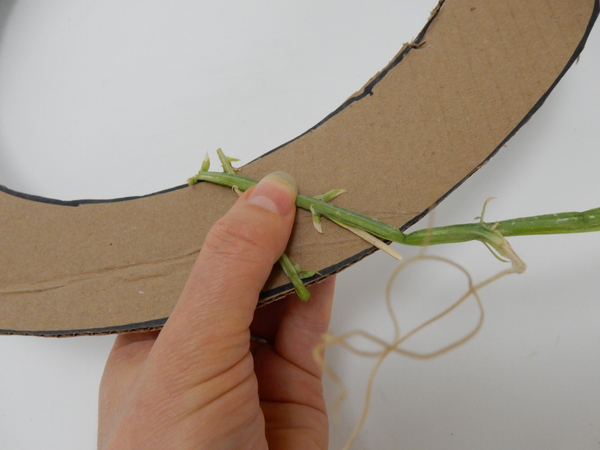 Secure the stem by wrapping the vine over the stem end