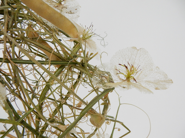 Skeleton Hydrangea blossoms
