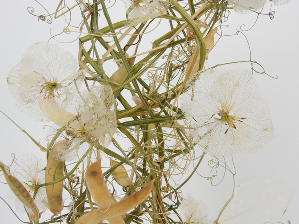 Sweet pea tendrils and seed pods