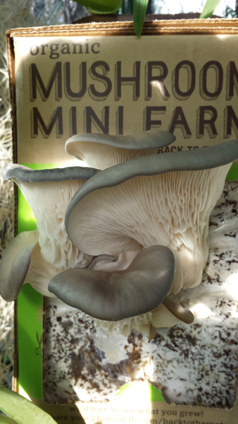 The Pearl Oyster Mushrooms double in size every day.