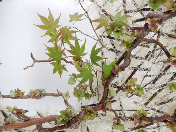 Autumn leaves just starting to colour