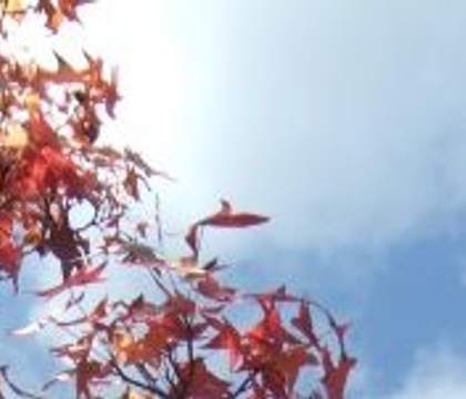 Fall Treasures