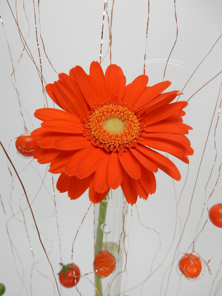 Gerbera Daisy on copper wire