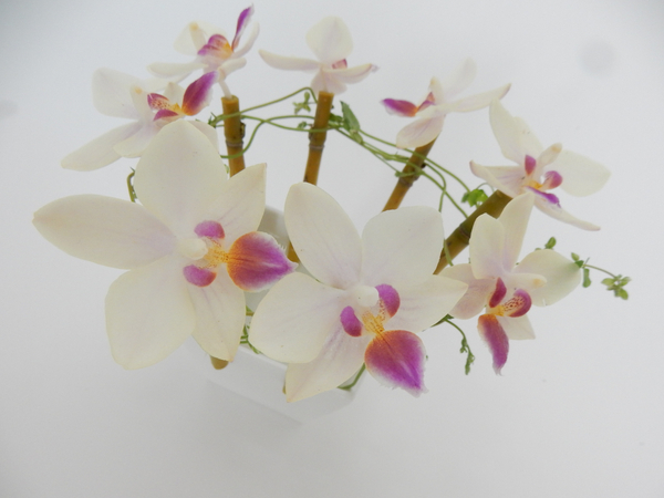 Miniature Moth Orchids