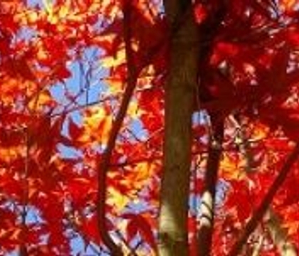 Watch the leaves turn