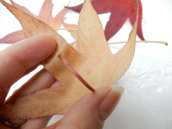 Roll the leaf stem up and slip it through the hole