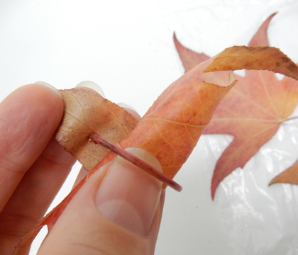 Use the stem of an Autumn leaf to wrap, pin and secure it in a roll