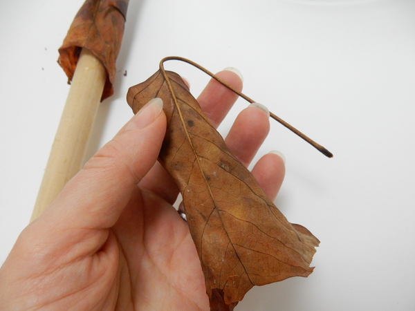 Because the leaf is dried it retains the tube shape and the stem remains curved