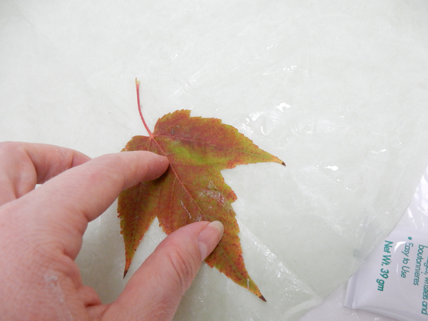 Glue the leaf to the tissue paper