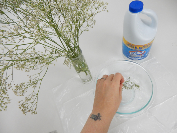 Dried Baby's Breath - Gypsophila - Bleached