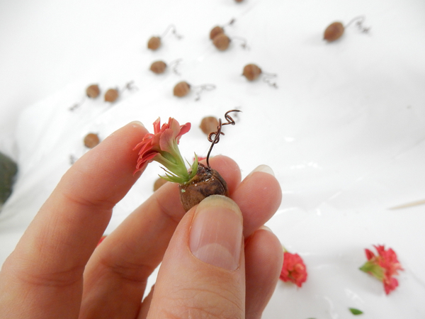 Glue a Kalanchoe flower to the acorn sealing the cut wound with the glue.