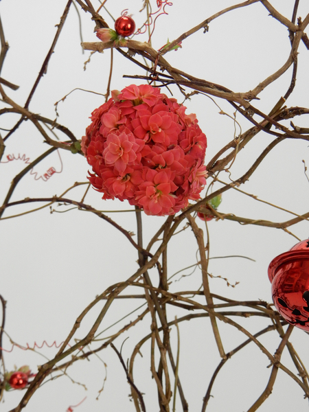 Kalanchoe bauble