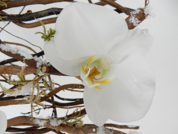 Phalaenopsis orchid Phalaenopsis orchid